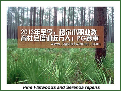 2013年至今,格尔木职业教育社会培训近万人:PG赛事(图1) PG赛事