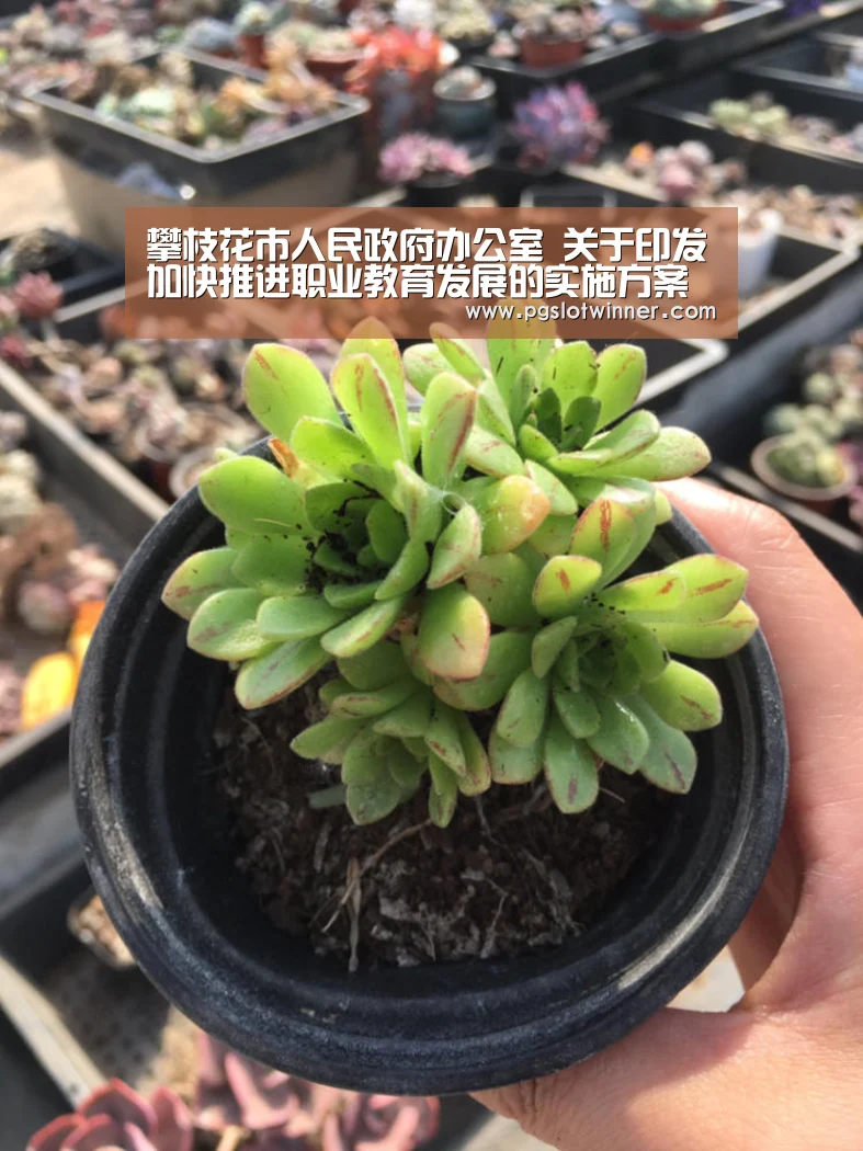 PG赛事